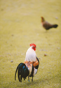 View of a bird on field