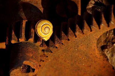 Close-up of snail on machine part