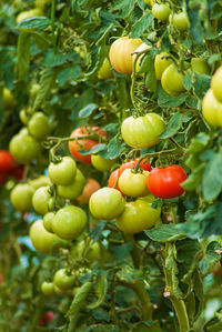 Close-up of fruits growing on plant