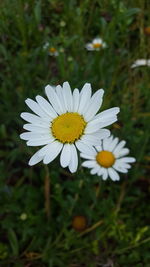 Close-up of white flowers blooming on field