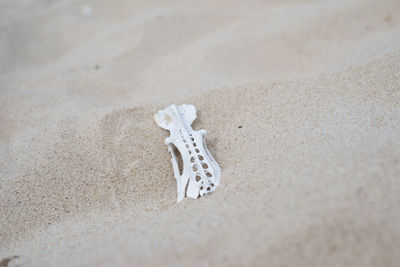 High angle view of animal bone at beach