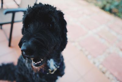 Close-up portrait of black dog on floor