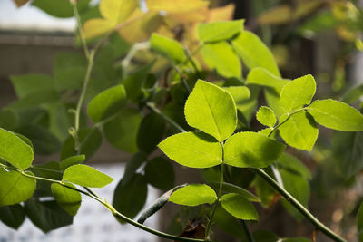 Close-up of green leaves