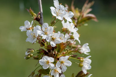 Close up of white cherry blossom in bloom