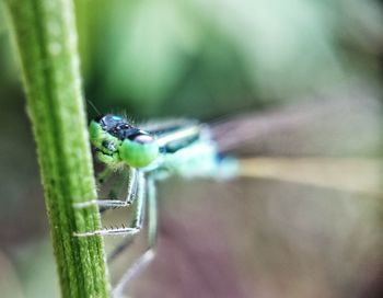 Close-up of insect on leaf