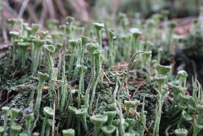 Close-up of plants growing on field