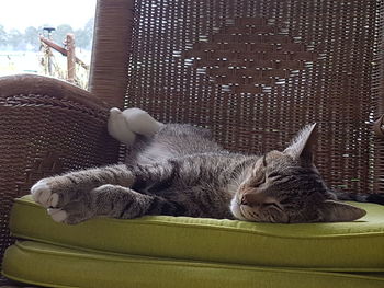 Cat sleeping on sofa at home