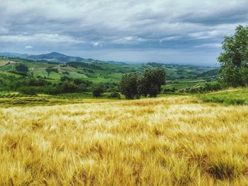 Scenic view of agricultural field against sky