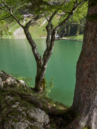 High angle view of trees by lake in forest