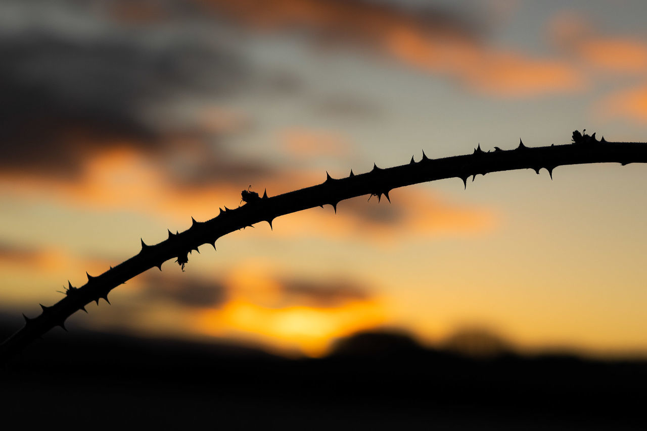 wire, sunset, fence, sky, protection, barbed wire, security, silhouette, wire fencing, sunlight, nature, metal, branch, no people, sharp, evening, focus on foreground, warning sign, cloud, sign, outdoors, dusk, beauty in nature, communication, forbidden, dramatic sky, outdoor structure, chainlink fence, tranquility, twig