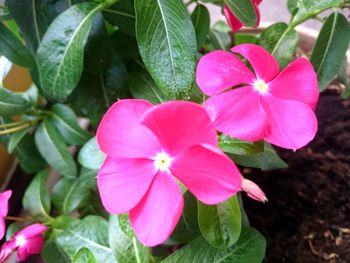 Close-up of pink flower