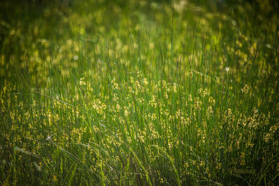 A beautiful, green grass full of morning dew. natural freshness in spring.