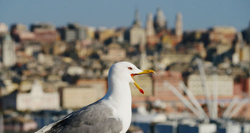 A seagull moves its yellow and orange beak with the bigo of the ancient port of genoa.