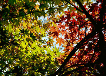 Low angle view of maple leaves on tree