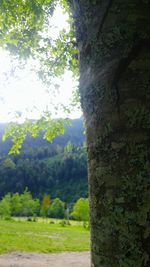 Close-up of tree trunk in forest