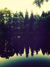 Reflection of trees in calm lake