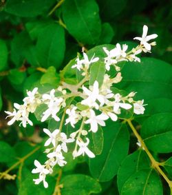 Close-up of white flowers