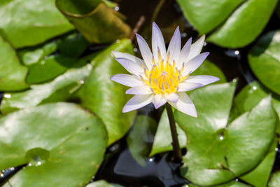 Close-up of lotus water lily in lake