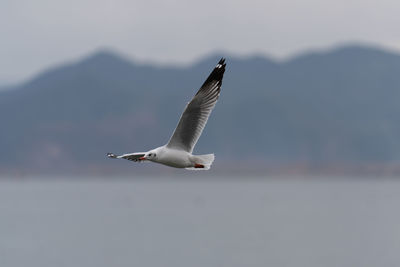 Close-up of seagull flying against sky