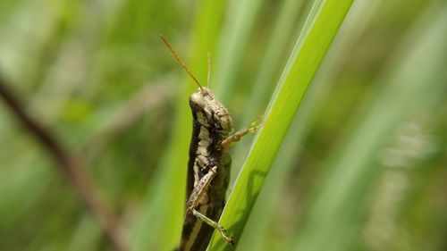 Close-up of insect on grass