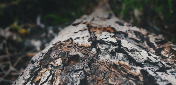 Close-up of lichen growing on tree trunk