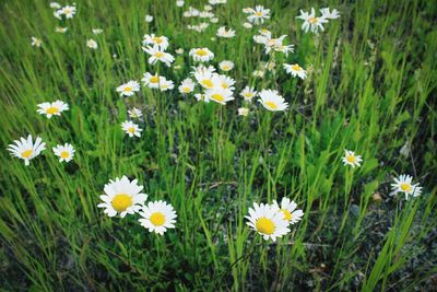 Close-up of white daisy flowers blooming in field