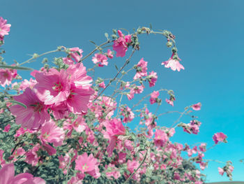 Low angle view of cherry blossom against blue sky