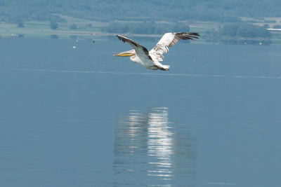 Seagulls flying over sea