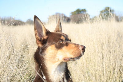 Dog looking away on field