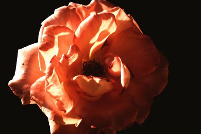 Close-up of rose against black background