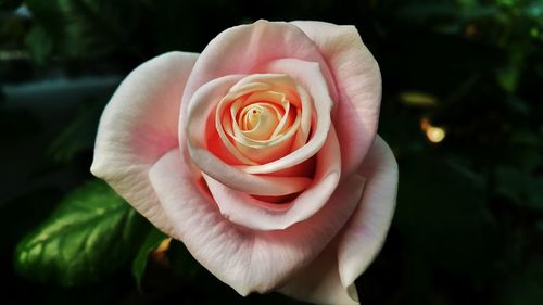 Close-up of pink rose