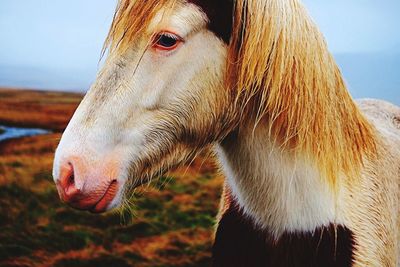 Close-up of horse