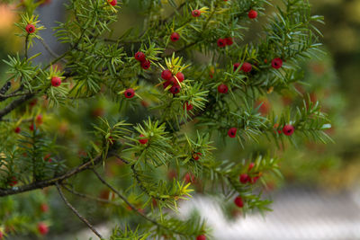 Close-up of red berries on yew tree