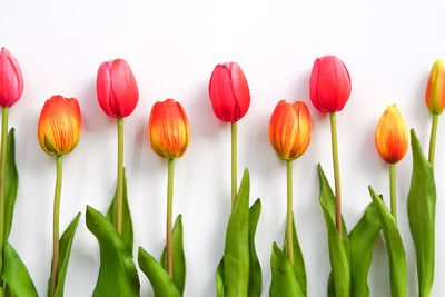 Close-up of tulips against white background