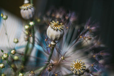 Close-up of purple flowering plant