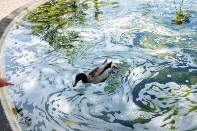 High angle view of duck swimming in lake