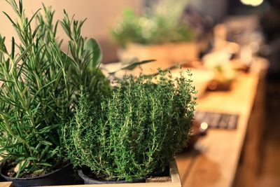 High angle view of potted plant for sale