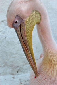 Close-up of swan