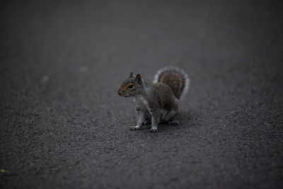 Close-up of squirrel
