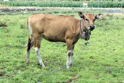 Horse standing in a field