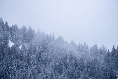 Low angle view of trees against clear sky