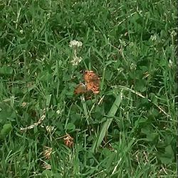 Plants growing on grassy field