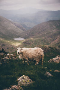 Side view of sheep on mountain