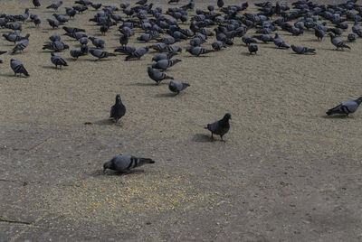 High angle view of birds on beach