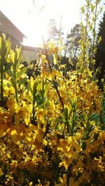 Close-up of yellow flowers blooming outdoors