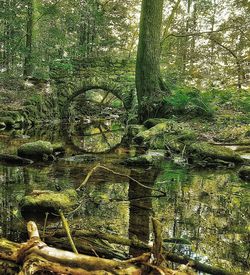 View of tree trunks in forest