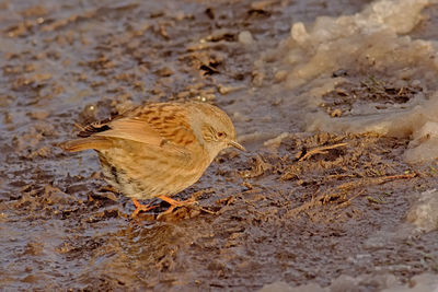 Side view of a bird on land