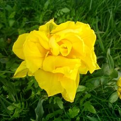 Close-up of yellow flower