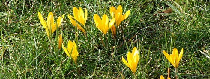 Close-up of yellow crocus blooming on field