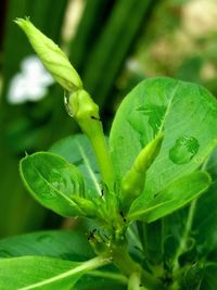 Close-up of insect on plant